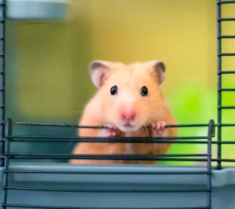 Hamster leaning on cage